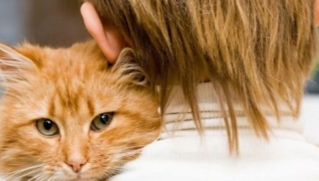 L'âge des chats selon les standards humains