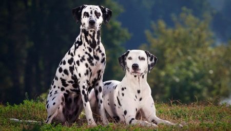 Kaikki mitä sinun tarvitsee tietää dalmatialaisista
