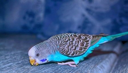 Tout ce que vous devez savoir sur les perroquets ondulés bleus