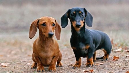 Tudo o que você precisa saber sobre dachshunds anões