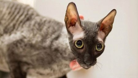 Tout ce que vous devez savoir sur les chats Cornish Rex