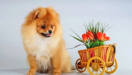 Tout ce que vous devez savoir sur la couleur rouge du chien Spitz