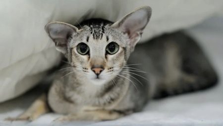 Tout ce que vous devez savoir sur les chats orientaux et les chats