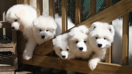Tudo sobre branco Akita inu
