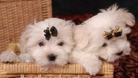 הכל על lapdogs