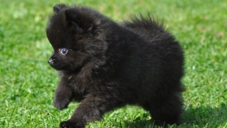 Tout sur le spitz noir