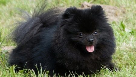 Tout sur le spitz noir de Poméranie