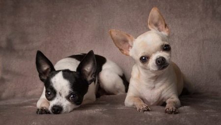 Kaikki käyttäjästä Cobby type Chihuahuas