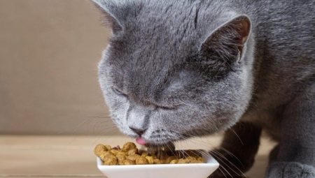 Tout sur l'alimentation pour améliorer les poils des chats et des chats