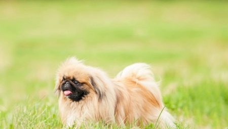Tout sur le royal pékinois