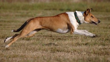 Minden a rövidszőrű collie-ról