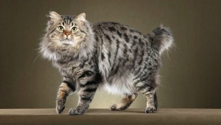 Tout sur les chats American Bobtail
