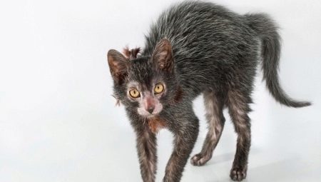 Tout sur les visages de race de chats