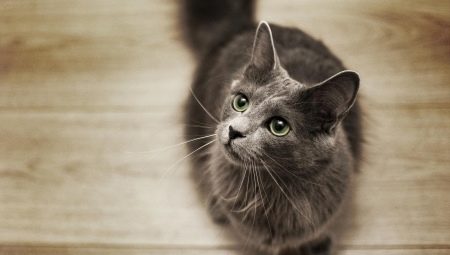 Tout sur les chats nibelung