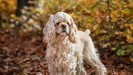 Semua tentang American Cocker Spaniel