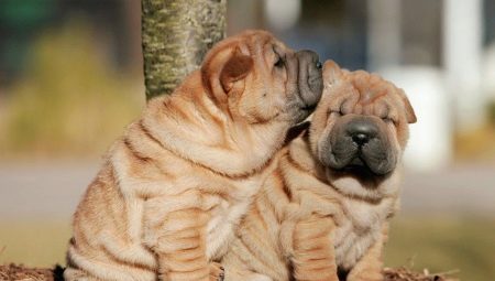 Kaikki käyttäjästä sharpei