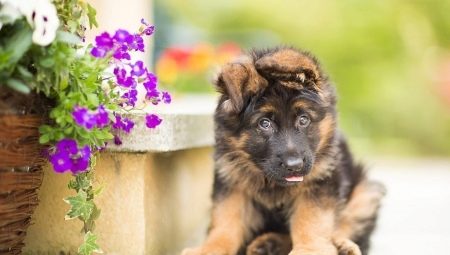 Tout sur les chiots de berger allemand à 3 mois