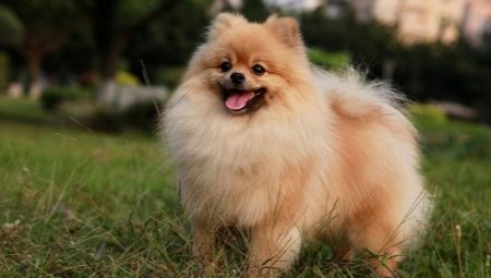 Minden a kutyákról Spitz