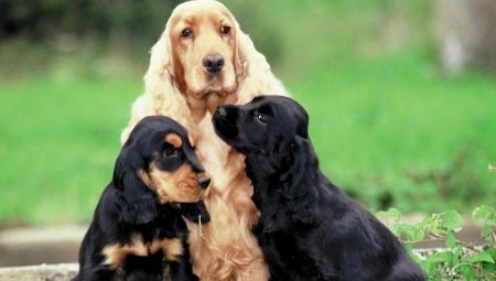 Semua tentang spaniel