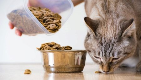 Tout sur la nourriture sèche pour chats et chats