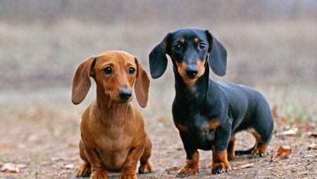 Tudo sobre dachshunds