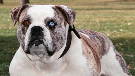 Minden az Alapach fajtatiszta bulldogokról