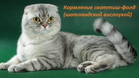 A Scottish Fold macskák ételeinek kiválasztása
