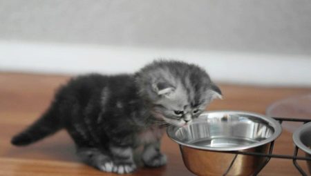 Choix de nourriture pour les chats écossais