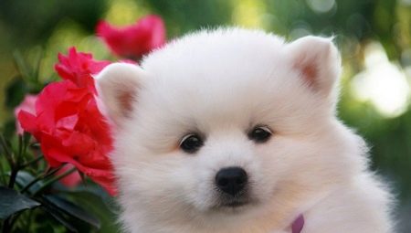 Spitz japonais: description de la race, options de couleur et règles de prudence