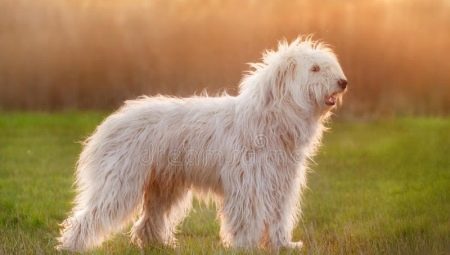 Chien de berger de Russie du Sud: normes de race et contenu