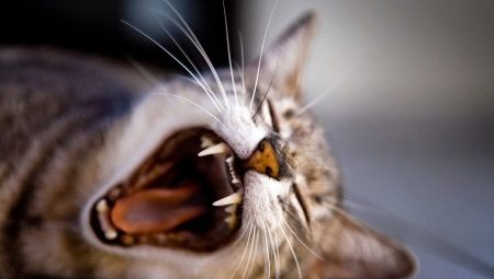 Dents de chat: nombre, structure et soin
