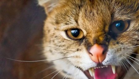 Agression chez les chats et les chats: les causes principales et les moyens de résoudre le problème
