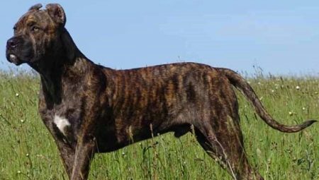 Alan dog: à quoi ressemble la race, description de son caractère et nuances du contenu