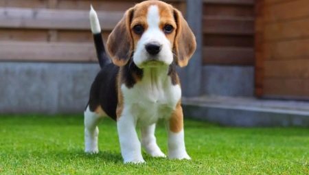 Un chiot de la pension alimentaire: qu'est-ce que cela signifie?