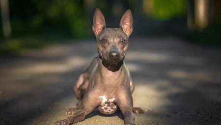 American Hairless Terrier: caractéristiques, contenu et alimentation