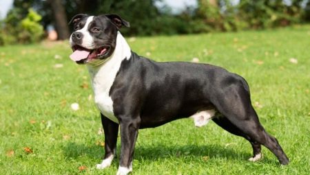 American Staffordshire Terrier: caractéristiques de la race et élevage