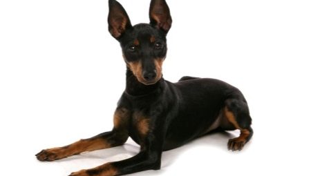Terrier anglais: description de la race et des soins des chiens