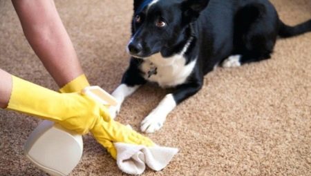 Antigadin para cães: tipos de produtos e regras de escolha