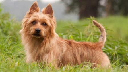 Terriers australiens: description et contenu de la race