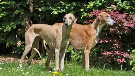 Azawak: description de race de chien, de tempérament et de soins de base