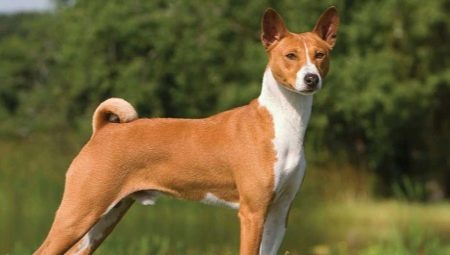 Basenji: description de la race, règles d'entretien et d'éducation