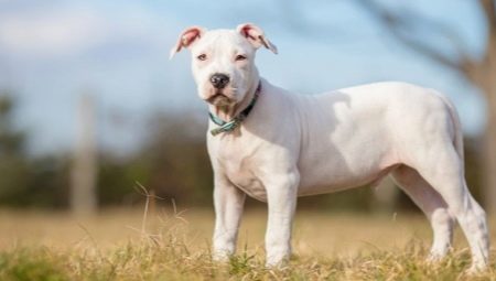 White Staffordshire Terrier: description et secrets des soins pour chiens