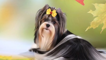 Biver-Yorkshire Terrier: à quoi ça ressemble et comment le contenir?