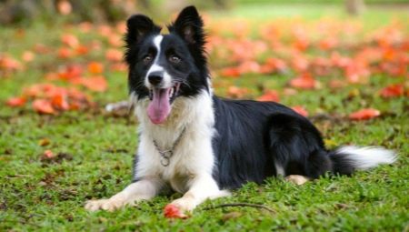 Bordercollie: rodun kuvaus ja viljely