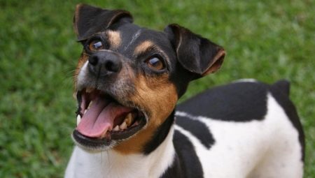 Terrier Brésilien: description des races, entretien et soins