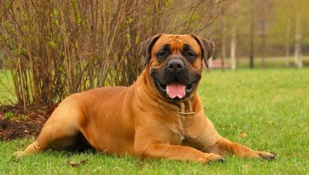Boerboel: caractéristiques de la race et règles de son contenu