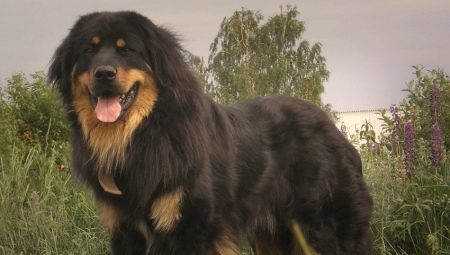 Buryat-mongol farkasok: a fajta története, a temperamentum, a nevek kiválasztása, az ellátás alapjai