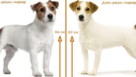 Quelle est la différence entre un Parson Russell Terrier et Jack Russell Terrier?