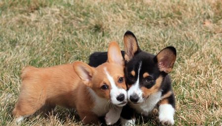 Mi a különbség a welsh corgi kardigán és a welsh corgi pembroke között?
