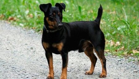 Black Jack Russell Terrier: caractéristiques d'apparence et règles de contenu